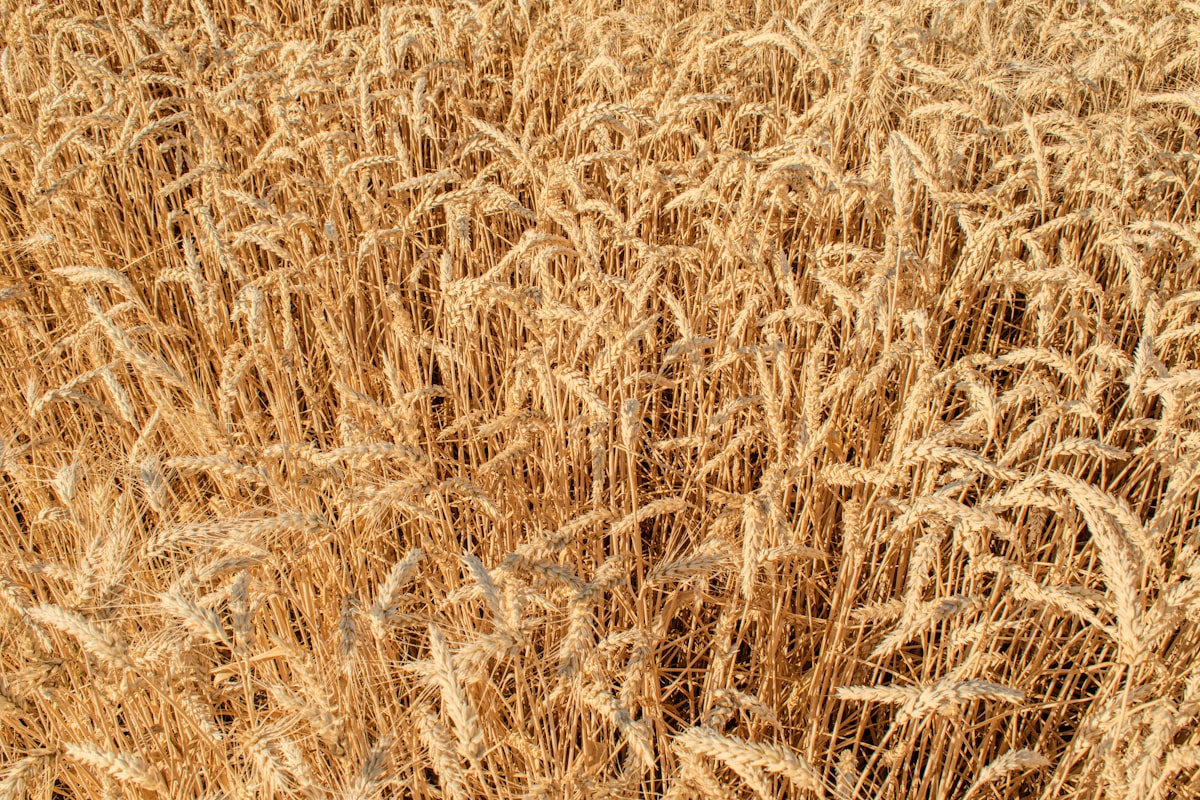 Goldenes Weizenfeld kurz vor der Ernte